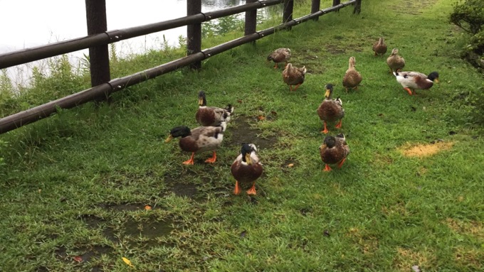 毎朝、湖畔サイトに挨拶にきてくれる合鴨くん達。