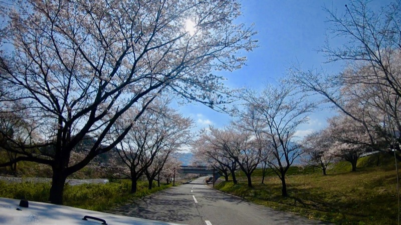 青川峡キャンピングパーク　桜並木